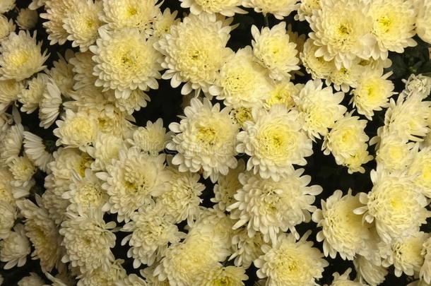 菊花白色的黄色的花