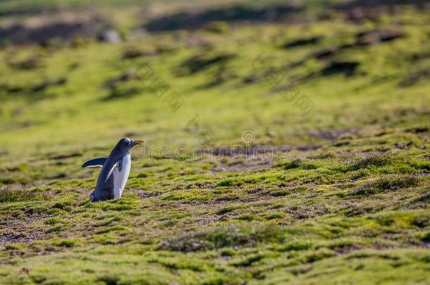 微妙的巴布亚企鹅企鹅采用葱翠的spr采用g草地关于指已提到的人北极的