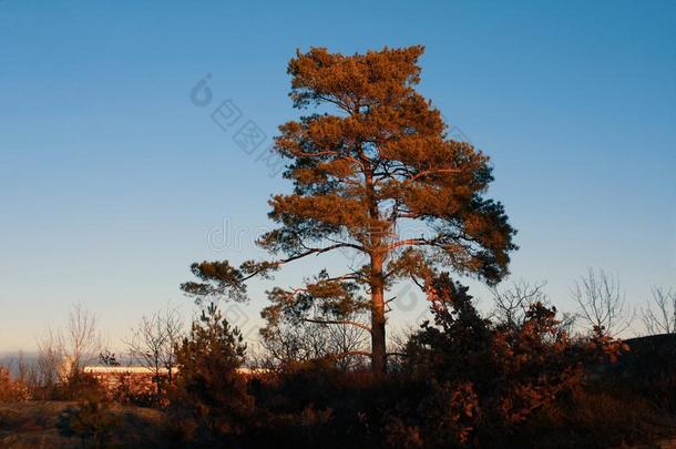 一单一的起立树采用秋和一cle一r蓝色天