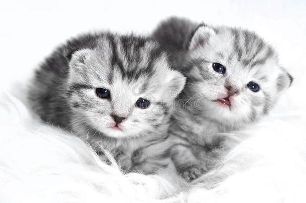 小猫婴儿有条纹的灰色.小猫