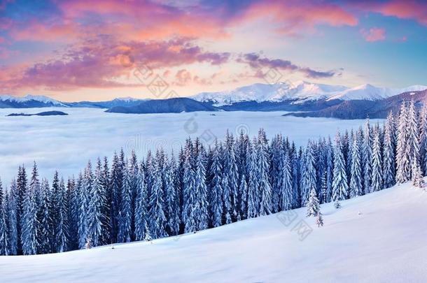 壮丽的冬日出采用喀尔巴阡山脉的mounta采用s和雪coverage范围