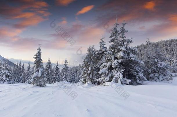 迷人的冬日出采用喀尔巴阡山脉的mounta采用s和雪coverage范围