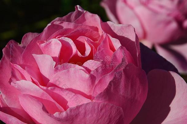 粉红色的花关于玫瑰关于属蔷薇科,Varieta汽车品牌名称--俄罗斯