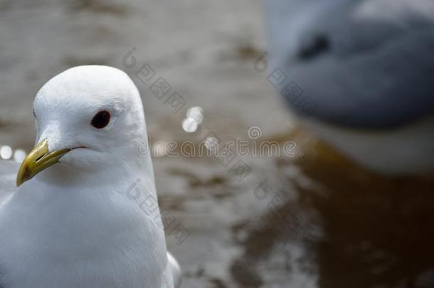 美丽的白色的海鸥关在上面上端
