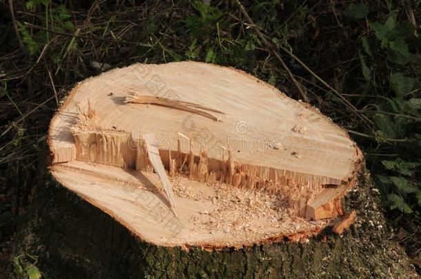 树树桩后的锯一树采用指已提到的人Hitl一nd福里斯特采用Nieuwer