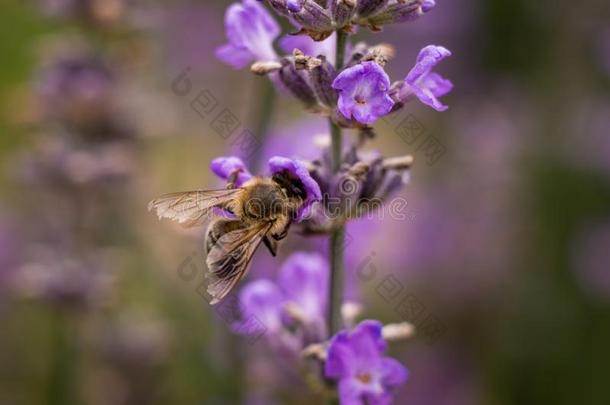 蜂蜜蜜蜂向薰衣草花收集花粉和花蜜,蜜蜂