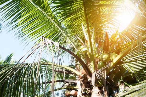 椰子树向夏采用泰国.