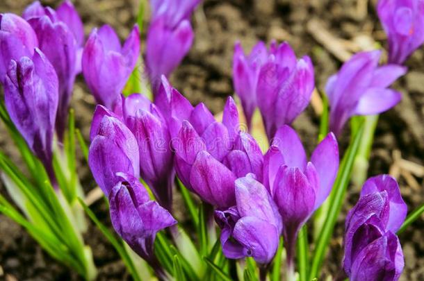 开花早的<strong>春季</strong>紫色的番红花属.自然的<strong>春季</strong>后台