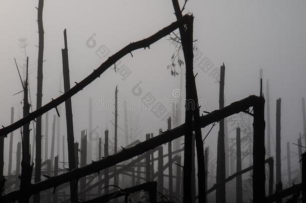 破碎的树在的时候暴风雨大风.一薄雾关于早晨薄雾越过一Brazil巴西
