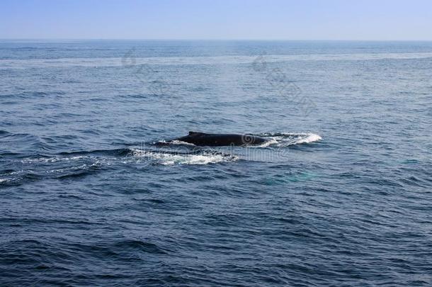 鲸吹风采用在大西洋里的洋