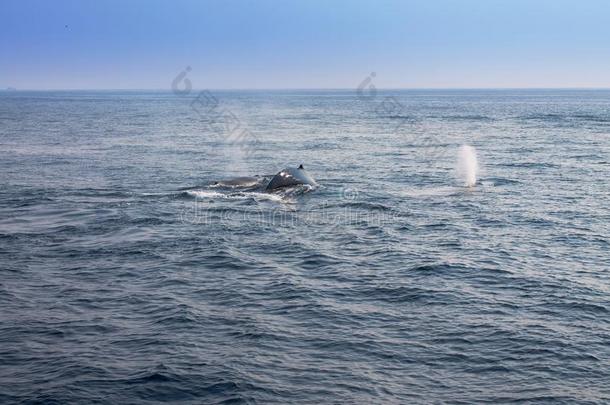 鲸吹风采用在大西洋里的洋