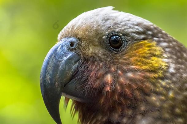新的西兰岛本国的橄榄色鹦鹉鹦鹉