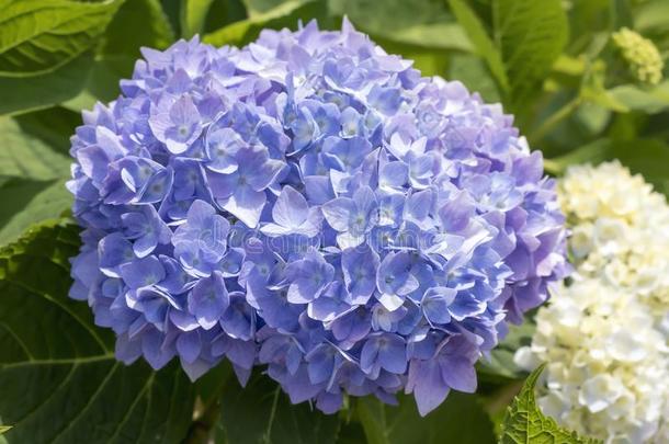 充满生机的<strong>蓝</strong>色八仙花属花
