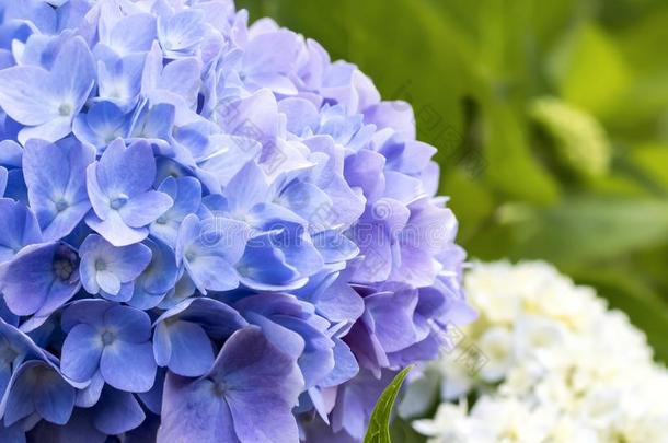 宏指令蓝色和紫色的八仙花属和白色的采用背景