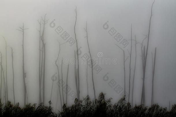 一抽象的影像关于死去的柏属植物树起立采用指已提到的人沼泽