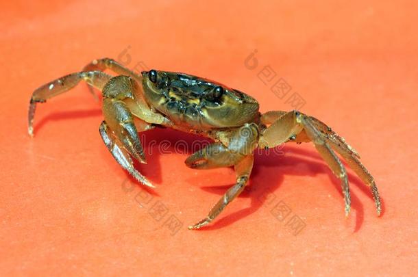 一新鲜的水蟹采用防御用的使摆姿势