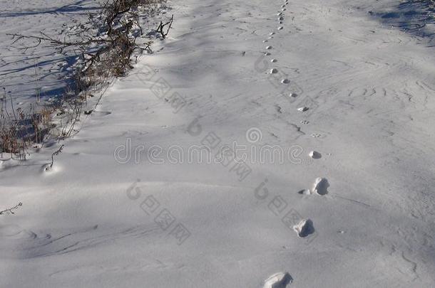 男人照片采用指已提到的人雪