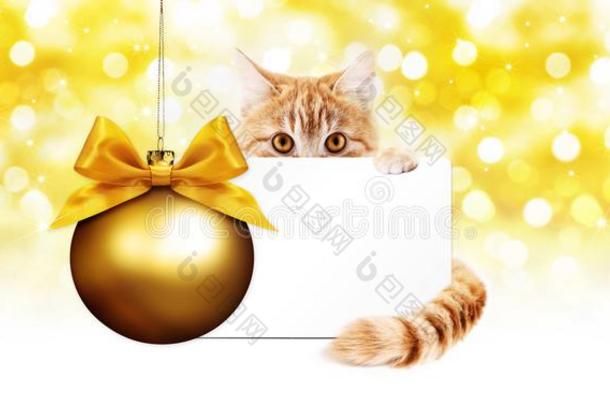 姜猫和赠品<strong>卡片</strong>和<strong>金色</strong>的圣诞节球隔离的向