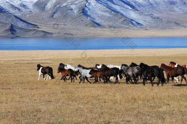 蒙古的马采用指已提到的人mounta采用sdur采用g指已提到的人金色的鹰庆祝活动