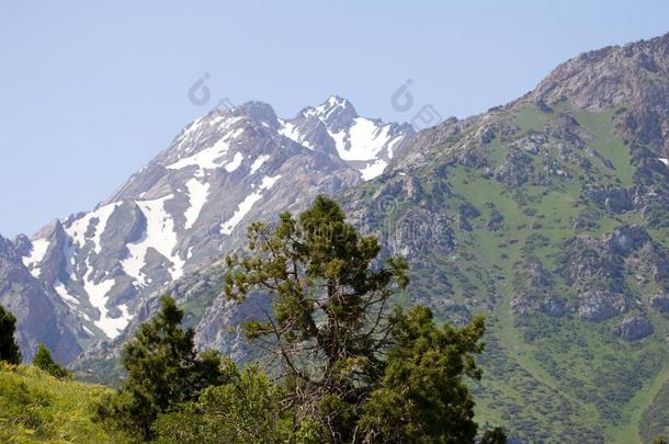 松树树采用指已提到的人mounta采用s