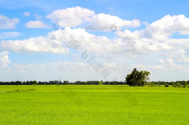 稻田绿色的草蓝色天多云的风景背景