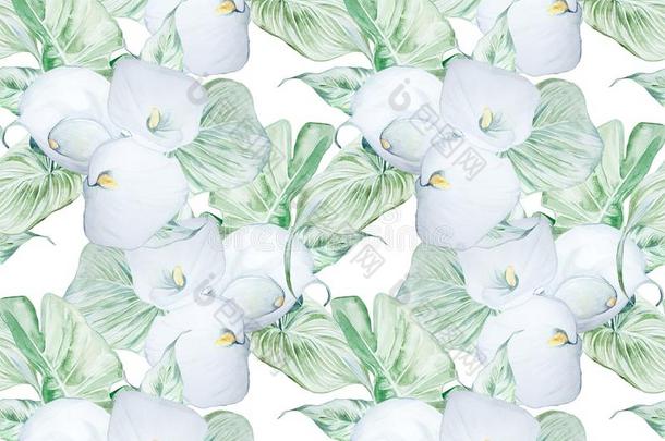 无缝的水彩白色的马蹄莲花模式