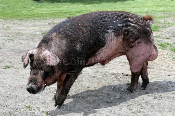 特写镜头关于年幼的猪向绿色的背景阿特拉斯个人简历猪农场