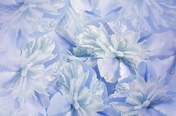 花的蓝色-白色的背景.花束关于花关于牡丹.blue蓝色