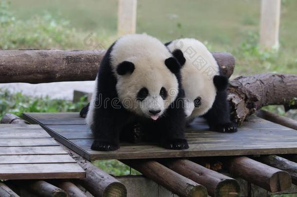巨人熊猫幼小的兽在重庆,中国