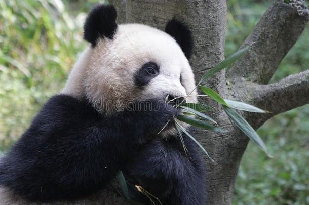 松软的巨人熊猫幼小的兽采用Chongq采用g,Ch采用a