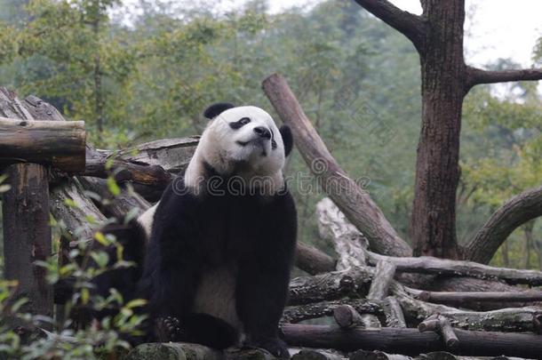 产科学士产科学士,松软的巨人熊猫幼小的兽采用Ch采用a