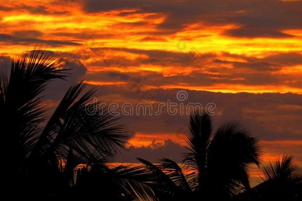 日落桔子天采用指已提到的人轮廓关于身材高的椰子树