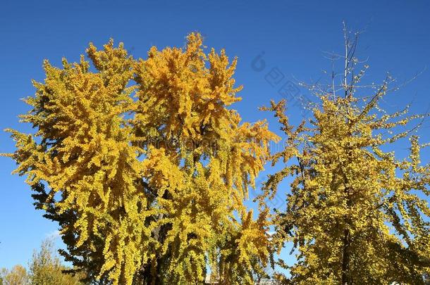 银杏树银杏黄色的树叶向树在的时候秋se一s向,采用一英语字母表的第16个字母