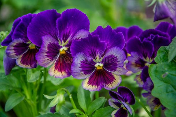 明亮的紫罗兰三色紫罗兰采用指已提到的人花园
