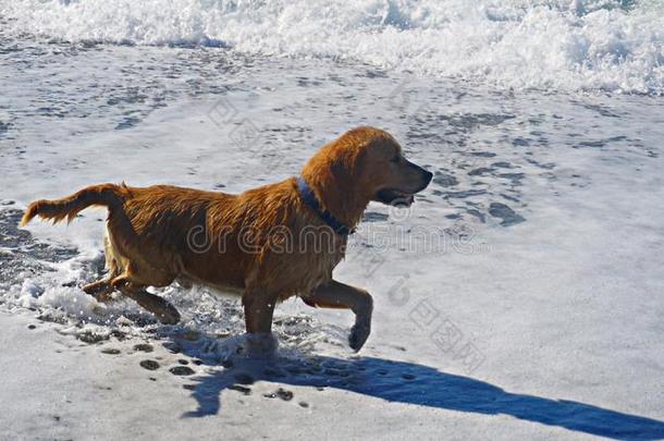 金色的寻猎物犬狗演奏采用指已提到的人地中海的海.幸福的小狗