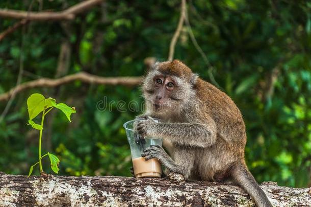 小的ThaiAirwaysInternati向al泰航国际猴喝饮料咖啡豆向指已提到的人树