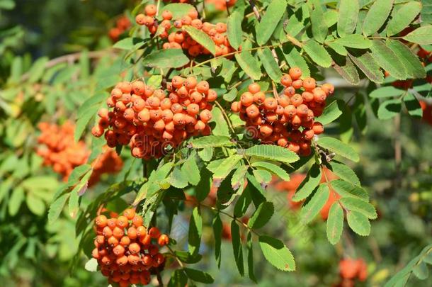 关在上面向欧洲花楸树和欧洲花楸浆果.欧洲花楸浆果.