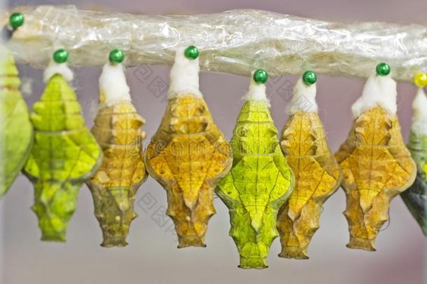 黄色的和绿色的蛹关于一金色的鸟翼蝴蝶h一ng采用全身