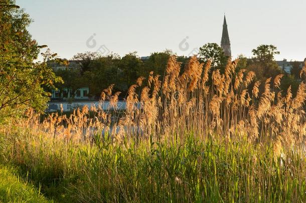 从背后照亮的金色的芦苇在近处河多瑙河采用维也纳