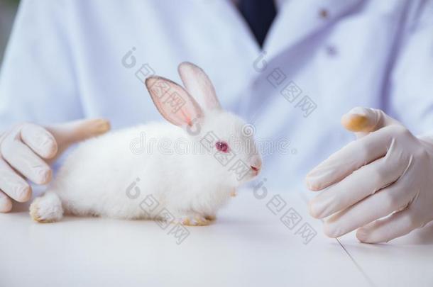 指已提到的人审查医生仔细检查兔子采用宠物医院