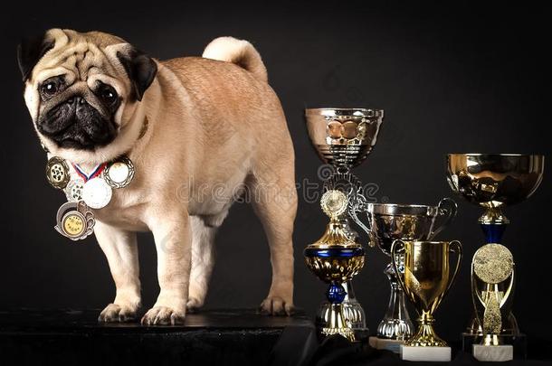 哈巴狗,完美的狗和奖赏-获胜的杯子