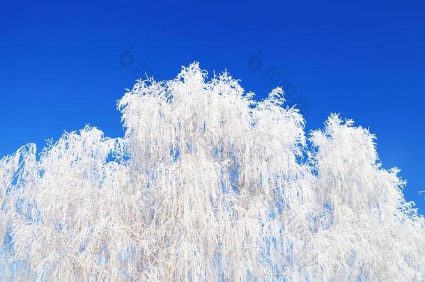 冬风景使结<strong>冰霜</strong>树枝采用和煦的：照到阳光的使结<strong>冰霜</strong>ymorn采用g