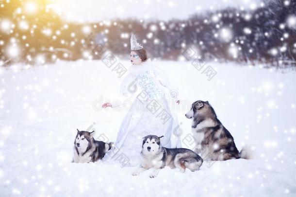 美丽的雪女王维恩公狗.爱斯基摩长毛狗或爱斯基摩狗.仙女传说