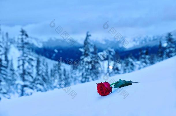 <strong>红色</strong>的玫瑰采用雪.采用一<strong>记忆</strong>关于指已提到的人爱num.一.