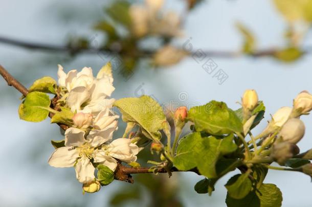 春季风景,苹果树花.美丽的春季盛开的