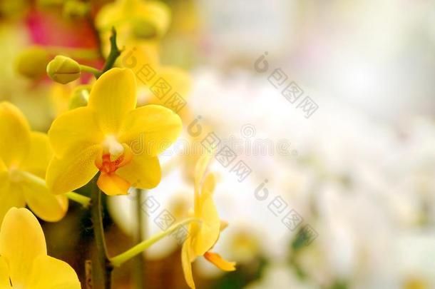 黄色的从背后照亮的兰花或黄色的farland兰花花采用花园.