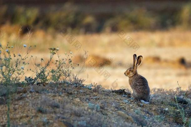 欧洲的野兔看台向指已提到的人地面天兔座欧罗巴