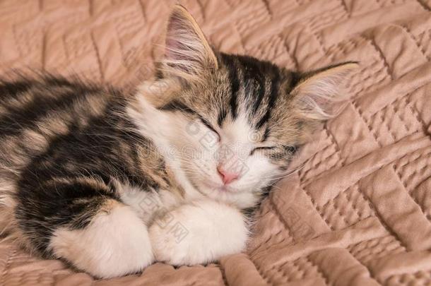 平纹猫睡眠向苍白的棕色的羽绒被
