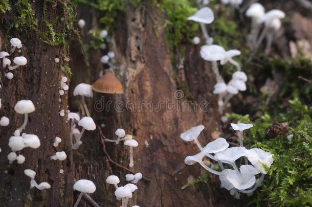 熟食integrella蘑菇