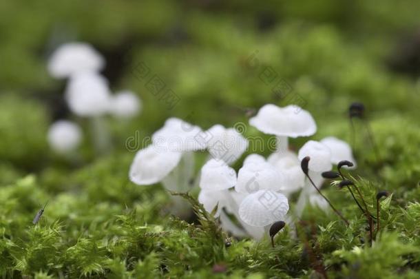 熟食她满脑子都是蘑菇